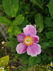 Eriocapitella hupehensis