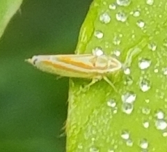 Graphocephala versuta