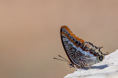 Charaxes jasius