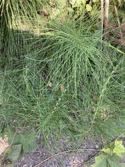 Equisetum telmateia
