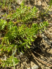 Cruciata taurica
