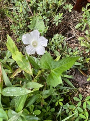 Ipomoea lacunosa
