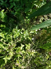 Epilobium parviflorum