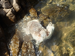 Capreolus