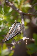 Charaxes jasius