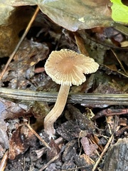 Inocybe subradiata