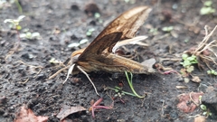 Xylophanes falco