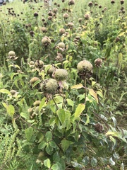 Monarda fistulosa