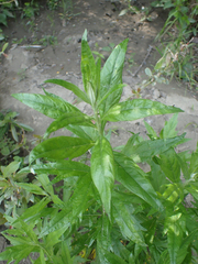 Artemisia suksdorfii