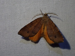 Mellilla xanthometata