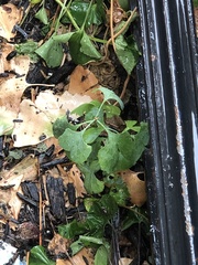 Ginkgo biloba