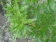Artemisia suksdorfii