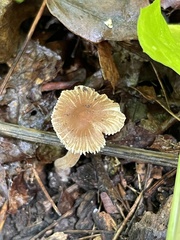 Inocybe subradiata