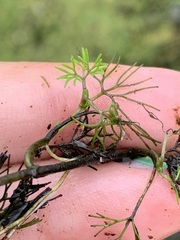 Ranunculus trichophyllus