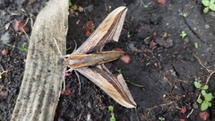 Xylophanes falco