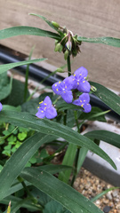 Tradescantia