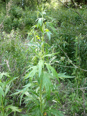 Artemisia suksdorfii
