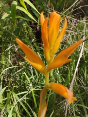 Dichromanthus aurantiacus