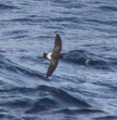 Fregetta grallaria