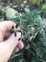 Pelargonium triste