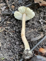 Inocybe subradiata