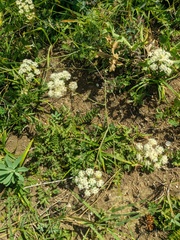 Pimpinella tragium