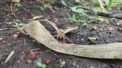 Xylophanes falco