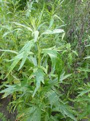 Artemisia suksdorfii