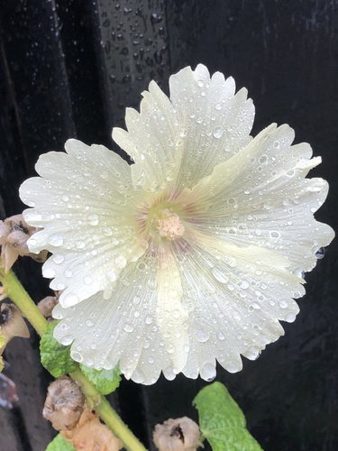 Althaea ficifolia iNat (2)
