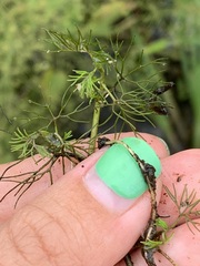 Ranunculus trichophyllus