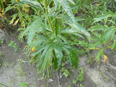 Artemisia suksdorfii