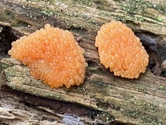 Tubifera ferruginosa