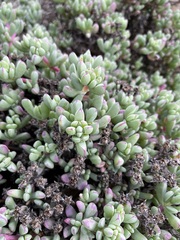 Oscularia lunata