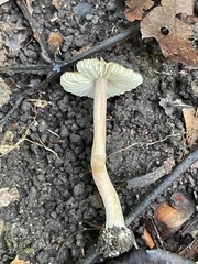 Inocybe subradiata