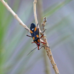 Oncopeltus guttaloides
