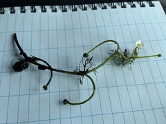 Ranunculus trichophyllus