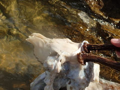 Capreolus