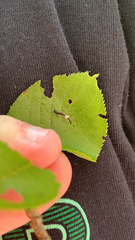 Eriophyes cerasicrumena