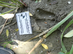 Odocoileus hemionus columbianus