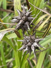 Carex grayi