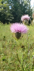 Cirsium muticum