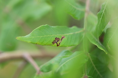 Stigmella intermedia