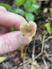 Inocybe subradiata