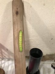 Lacanobia contigua
