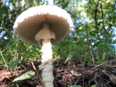 Amanita polypyramis