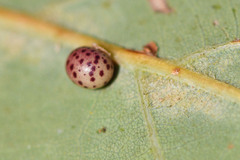 Neuroterus anthracinus