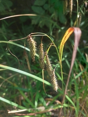 Carex gynandra