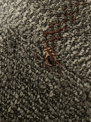 Periplaneta australasiae