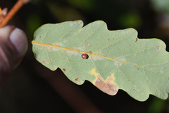 Neuroterus anthracinus