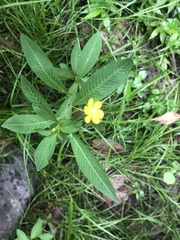 Ludwigia leptocarpa